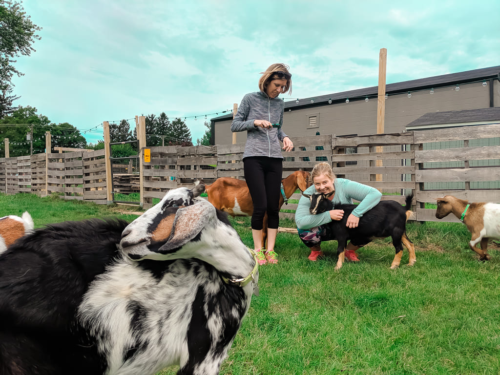 Goat yoga fun for non yogis